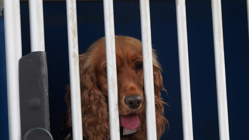 caged cocker spaniel dog looking at you