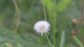 dandelion seeds in nature 4k clip