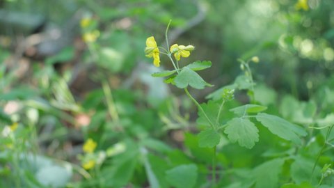 The yellow flower of the celandine medicinal plant sways in the wind. Blurred background. Close-up
