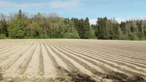 freshly plowed field in front of a green forest, shady trees in the foreground during the day, without people, without agricultural machinery