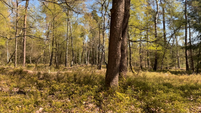 Look sideways into the forest in Hoenderloo, Veluwe, Netherlands. Parallax tracking shot while running with gimbal	
