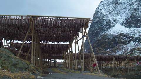 Stunning cinematic tracking shot of fish racks in Reine, Lofoten, Norway