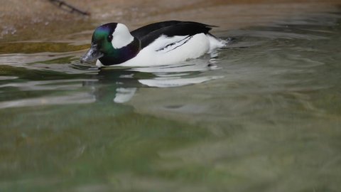 This slow motion video shows the front view of a wild Bufflehead (Bucephala albeola) duck diving down under the water to forage for food.