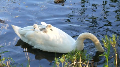 Little funny babies of swans sit on the back of an adult white swan that swims on the water in a pond in nature