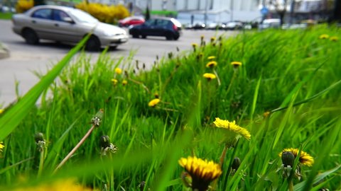 Yellow dandelions in spring among the grass. City street. Slow motion.