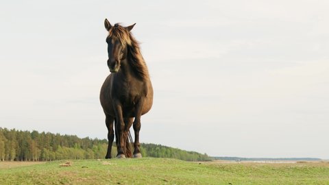 Majestic Konik Polski horse standing on green meadow hill looking around