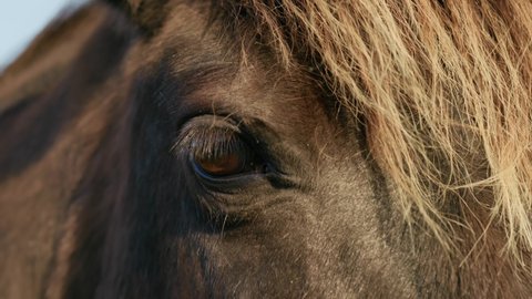 Konik horse with brown eyes looking at you close view