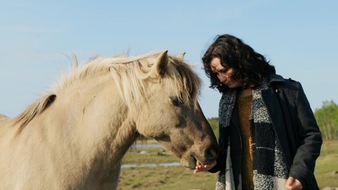 Young woman feeding grey Konik Polski horse outdoors