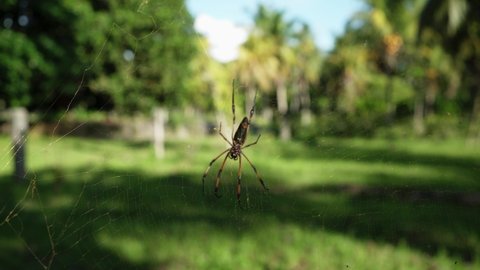 Large Seychelles spider on a web close-up.