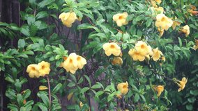 Allamanda cathartica flower yellow color on the tree. The weather during the rainy season.