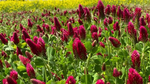 Many honeybee on colorful Crimson clover meadow. Environmental German project for saving bee and insect. Planted glade with honey red clover flowers