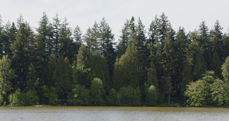 Stanley park Lake and pine trees - Vancouver Canada