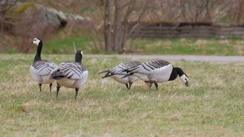 The barnacle geese (Branta leucopsis) in the public park, the woman is walking in the background. Nordic nature in Finland.