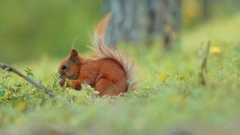 Young Red Fluff Squirrel Eating Nut In Park At Spring Time. Sciurus Vulgaris Find Food In Wood. European Redhead Squirrel Sniffing Nuts In Woodland Forest. Small Wild Animal
