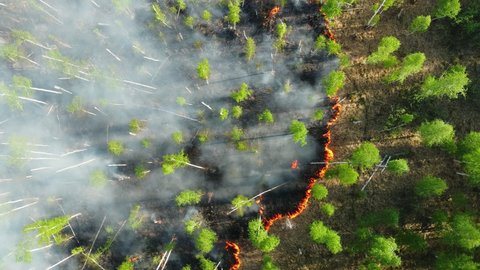 forest fires in Russia, 2021, aerial view. drought and high temperatures, long periods of dry and hot weather, flammability risk increasing. smoke clouds above trees and grass burning