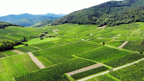 Patches of green fields on slightly undulating landscape, aerial shot of Alsatian vineyards. Lush green color of vine leaves at summer time, low forested mountains seen at distance