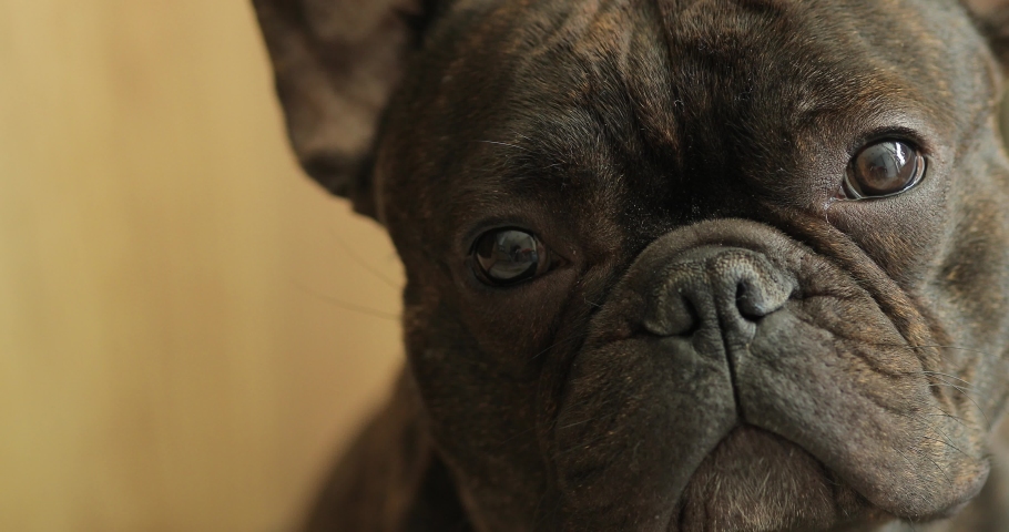 portrait of a dog french bulldog breed, cute animal looking at camera, man's best friend and partner, trained dog Royalty-Free Stock Footage #1072600103