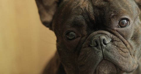 portrait of a dog french bulldog breed, cute animal looking at camera, man's best friend and partner, trained dog