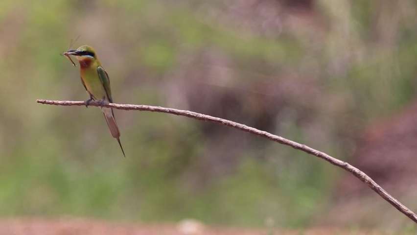 Group of Blue-tailed Bee-eater flying and standing on tree stick.