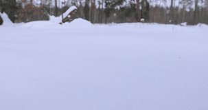 Men's feet walk on the snow. Winter forest with trees. Landscape video of a man in a winter forest engaged in hiking.