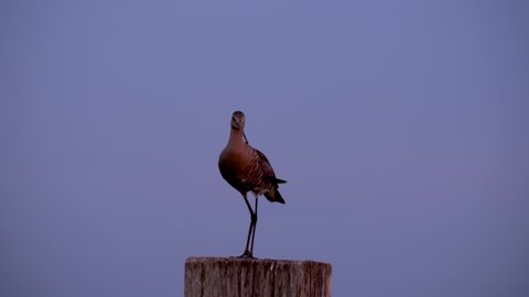 Black-tailed godwit on a pole low light