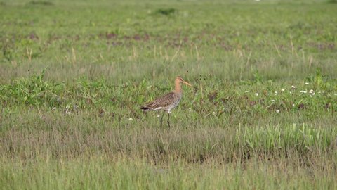 Black-tailed godwit posing in grassland in polder of Holland