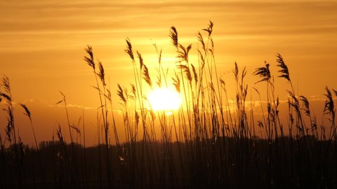 A reed bed in the bright golden light of sunset. Backlight reed flowers