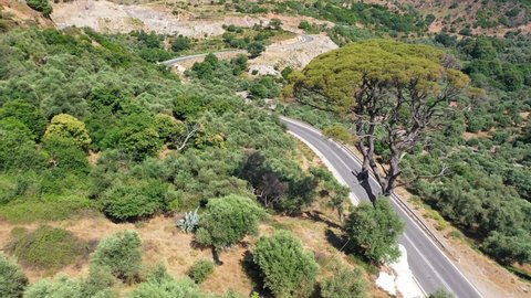 Aerial video from drone rotating around old tall huge pine tree Pinus brutia (Calabrian pine) on Crete. Greece.