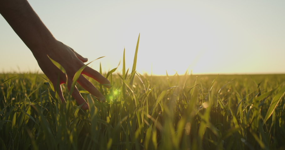 Human  man's hand moving through green field of the grass. Male hand touching a young  wheat  in the wheat field while sunset.   Boy's hand touching wheat during sunset. Slow motion. 4k footage. Royalty-Free Stock Footage #1072617716