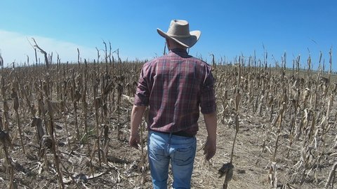 Corn crops destroyed by drought. Farmer inspecting plants.
