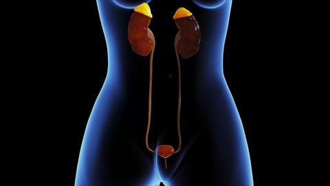 female kidney system anatomy 3d