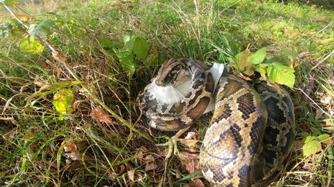 Close-up of a large spotted python snake in the grass, swallowing its prey. Boa constrictor wants to eat chicken. The largest snake in the wild.
