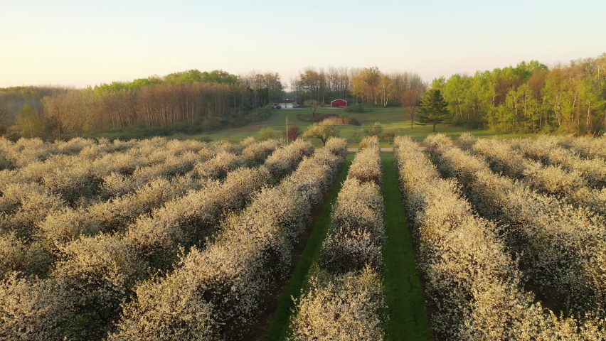 Spring Cherry Trees Blossoms in Door County, Wisconsin. Aerial view of an orchard in springtime