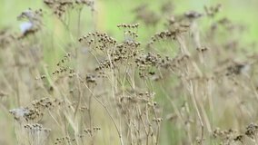 Dry grass and flowers moving in the wind on summer sunny day. Nature background. Dry plants swaying in slow motion. Natural meadow or field densely overgrown with herbs. Relaxing video