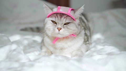Beautiful gray cat of the Scottish breed.Kitten dressed in a pink knitted scarf and hat. 