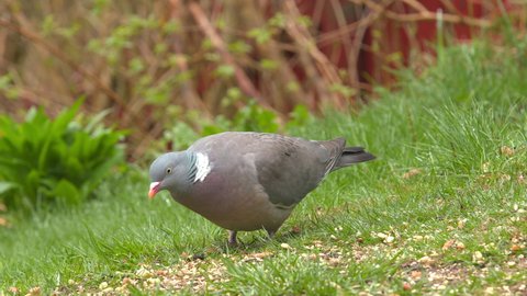 bird common wood pigeon on ground feeding side view fly away falling feather natural world norway