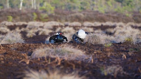 Black Grouse on spring bog ready for fighting, lekking. Spring colors of moors with black grouse, blackcock. Male Black Grouse lek game at sunrise. Lyrurus tetrix lekking in Estonia, Saaremaa swamp