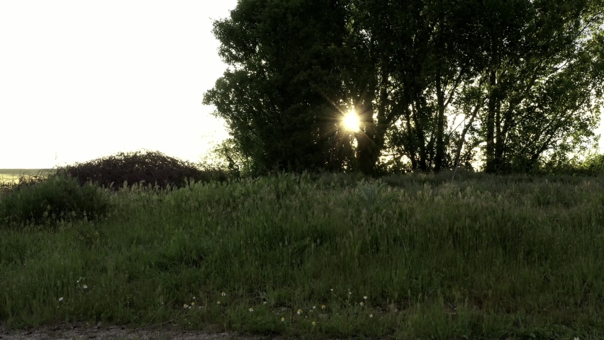 Sunrise sun rising behind the tree in spring with road in front and field behind
