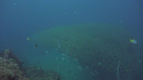 Two barracudas swim to a School of the yellowstripe scad (Selaroides leptolepis)