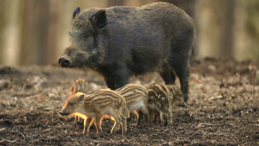 Closeup youngs wild boar Sus scrofa family, calm piggy mother suckling striped young. Wildlife tranquil scene of long furry animals. Strong nose, well smell sense to search food in omnivorous. Royalty-Free Stock Footage #1072638581