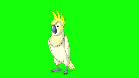 Yellow cockatoo Parrot comes and goes away. Animated looped 4K footage isolated on green screen.