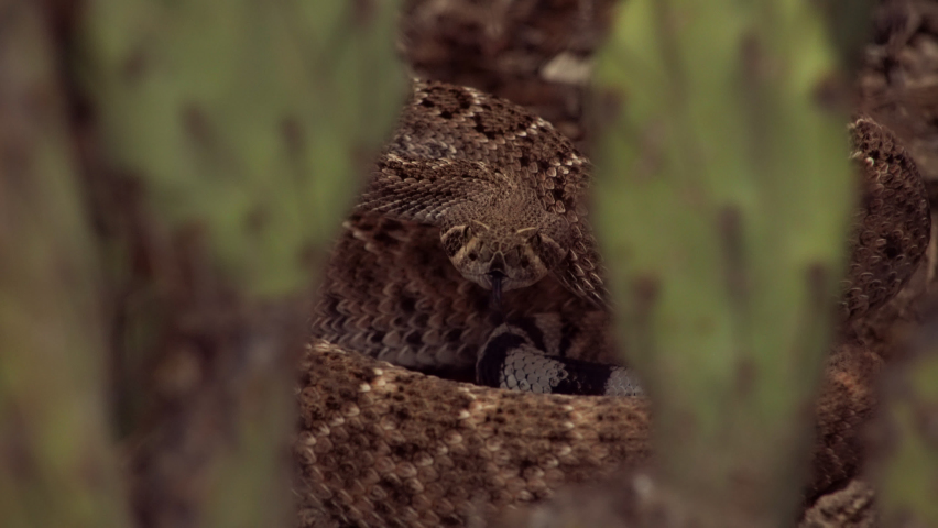 Coiled western diamondback rattlesnake strikes a defensive posture in Arizona’s Sonoran desert.
