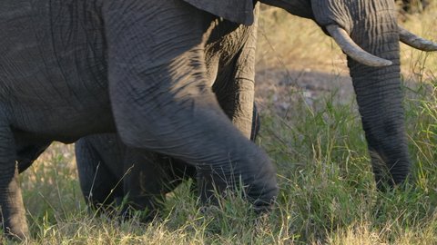 Panning shot of an African elephant cow walking with her tiny calf through the green grass in slow motion, Greater Kruger.