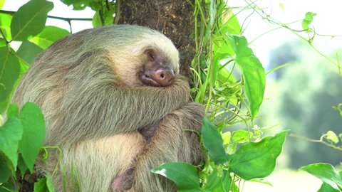A cute sloth (arboreal mammal living in tropical rainforests of America), sleeping while hugging a tree, with a gentle wind shaking the leaves. Idyllic shot.
