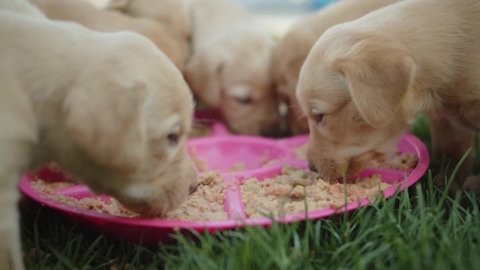 Golden lab puppy puts foot into food while eating puppy chow while other puppies eat normally