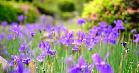 Many iris flowers celebrating summer