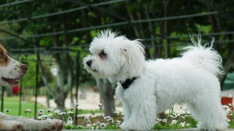 Slow motion shot of small brave Maltese puppy barking on a bigger dog outdoors.