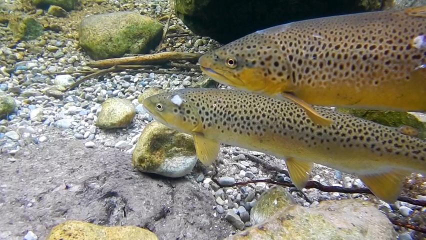 Brown trouts while spawning in alpine river under water | Shutterstock HD Video #1072656986