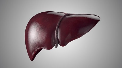 Realistic 3d animation of human liver sick stages from healthy to liver cirrhosis . High quality 4k footage