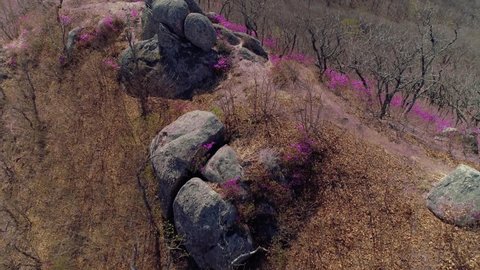 Flight above beautiful alpine peaks slopes covered with blooming seasonal pink first flowers perennial shrubs ledum azalea rhododendron bagun. Early spring Altai cinematic nature landscape. Russia. 4k